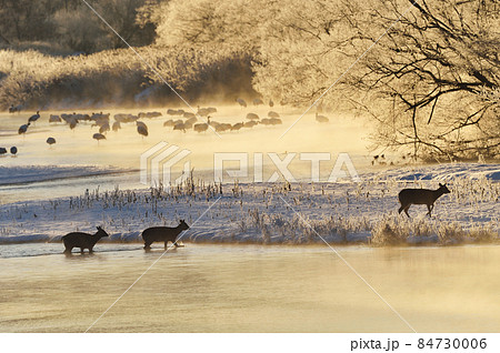 朝日に染まる樹氷に包まれたタンチョウのねぐらに現れたエゾシカの群れ（北海道・鶴居） 84730006