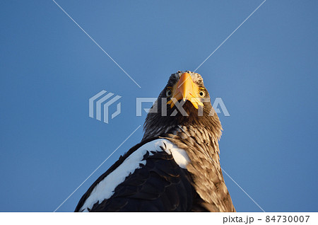 晴天の道東で出会ったオオワシ(北海道) 晴天の道東で出会ったオオワシ(北海道) 84730007