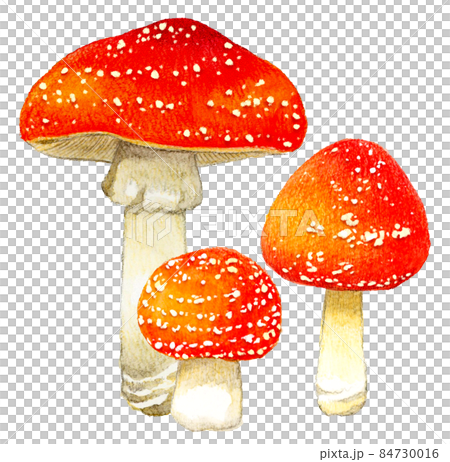 Illustration of cute poisonous mushrooms Hand-painted watercolor illustration material of fly agaric Illustration of cute poisonous mushrooms Hand-painted watercolor illustration material of fly agaric 84730016