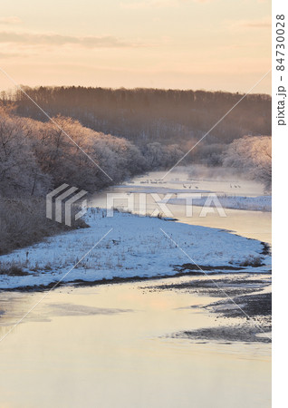 朝日に染まる樹氷に包まれたタンチョウのねぐら（北海道・鶴居） 84730028