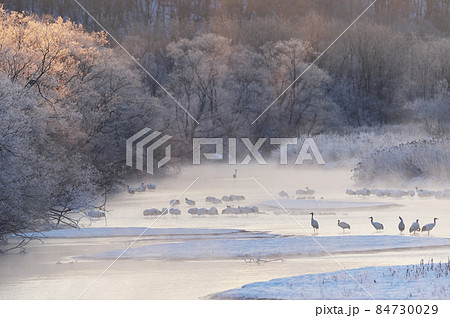 朝日に染まる樹氷に包まれたタンチョウのねぐら（北海道・鶴居） 84730029