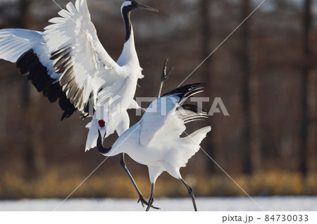 タンチョウの舞（北海道・鶴居） 84730033