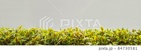 banner banner 84730581
