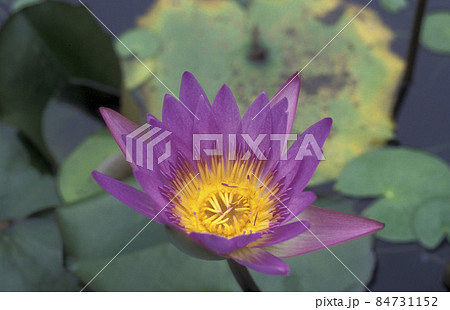MALAYSIA LOTUS FLOWERS 84731152