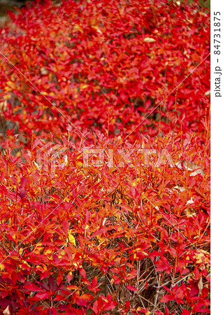 ドウダンツツジの紅葉 84731875