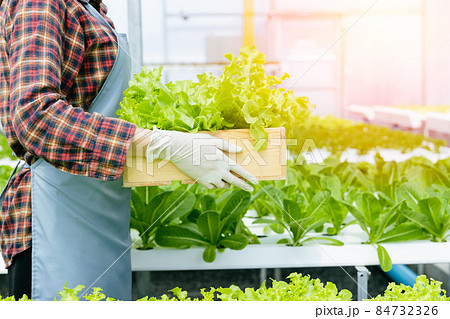 Young Farmer Harvesting Organic Green Oak Vegetable from Hydroponics Farm. Young Farmer Harvesting Organic Green Oak Vegetable from Hydroponics Farm. 84732326