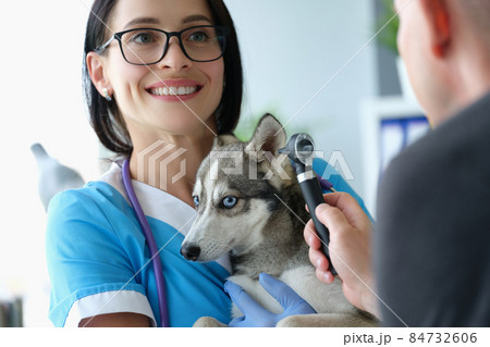 Veterinarian doctor examines ears of little husky Veterinarian doctor examines ears of little husky 84732606