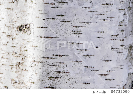 Wood texture, natural birch bark Wood texture, natural birch bark 84733090