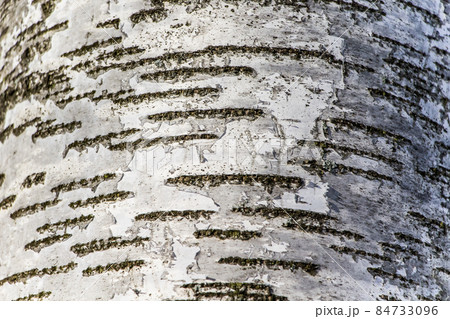 Wood texture, natural birch bark Wood texture, natural birch bark 84733096