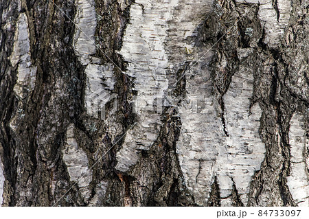 Wood texture, natural birch bark 84733097