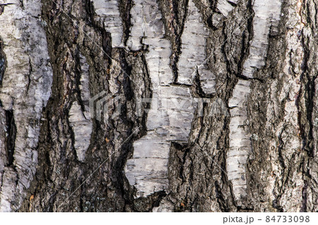 Wood texture, natural birch bark 84733098