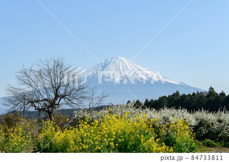 静岡県富士宮市より富士山と菜の花の写真素材