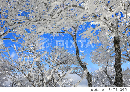 明神平の霧氷(樹氷) 明神平の霧氷(樹氷) 84734046