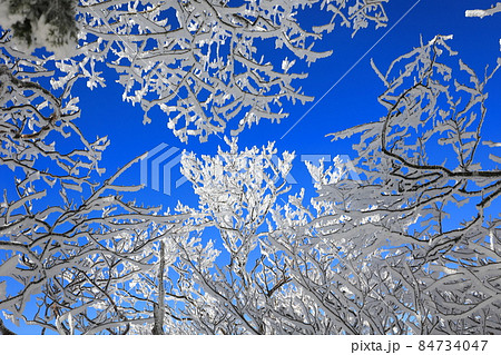 明神平の霧氷(樹氷) 明神平の霧氷(樹氷) 84734047