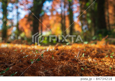 秋のメタセの森　【福岡県】 84734218