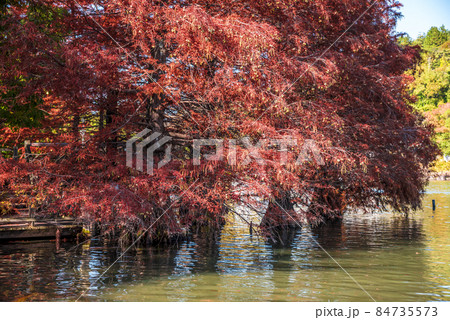 《愛知県》春日井市 都市緑化植物園のラクウショウ 《愛知県》春日井市 都市緑化植物園のラクウショウ 84735573