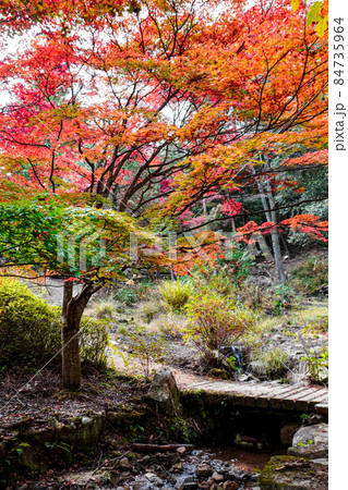 色鮮やかに紅葉したもみじと秋の小川 84735964