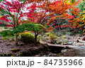 色鮮やかに紅葉したもみじと秋の小川 84735966