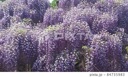 あしかがフラワーパーク　藤の花 84735983