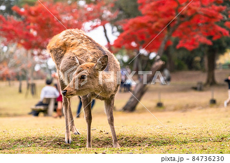 《奈良県》鹿と紅葉・秋の奈良公園 《奈良県》鹿と紅葉・秋の奈良公園 84736230