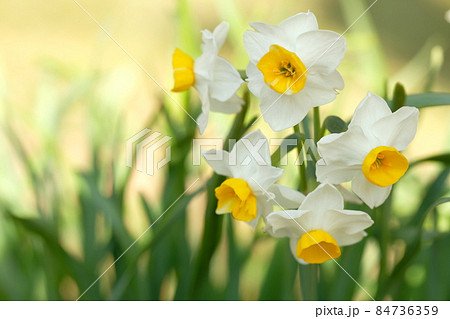 満開の水仙の花 84736359