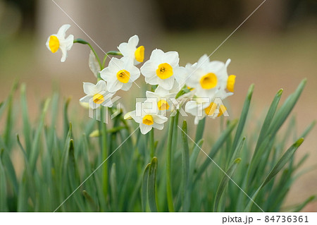 満開の水仙の花 84736361