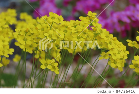 しなやかに凜とした黄色い春の花 84736416