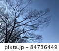 冬の青空と葉の落ちた木 84736449