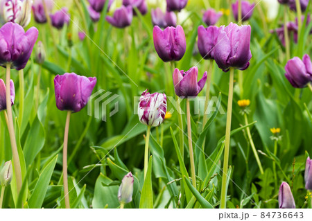 Violet tulip flowers on flowerbed in city park 84736643