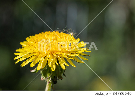 Macro view of yellow dandelion flower at spring 84736646