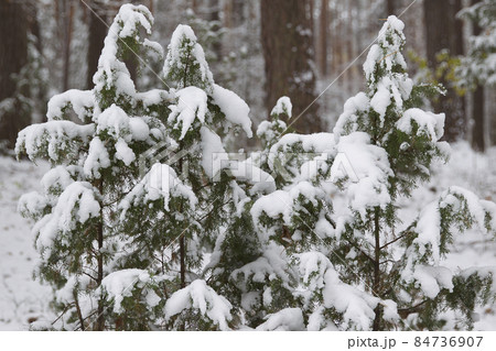 Walking through the winter forest on the first snow Walking through the winter forest on the first snow 84736907