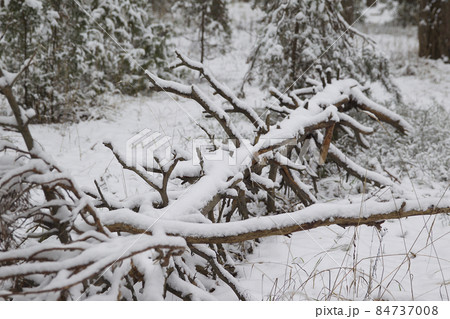 Walking through the winter forest on the first snow 84737008