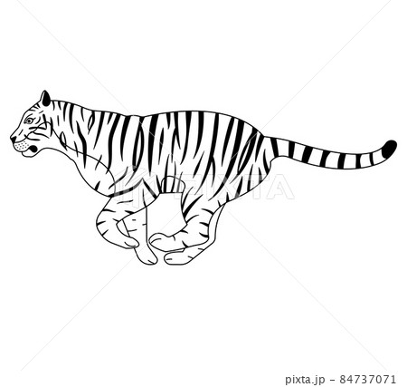 Handwritten tiger line drawing - Stock Illustration [84764506] - PIXTA