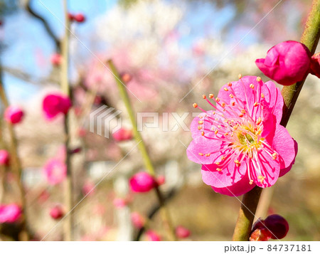 ピンク色の八重の梅の花と枝をクローズアップした早春の写真1 84737181
