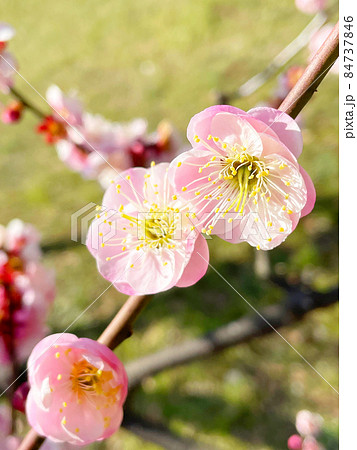 黄緑色の草地を背景に薄ピンク色の梅の花と枝が映える早春の写真2 84737846