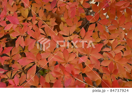 ドウダンツツジの紅葉と生垣 84737924