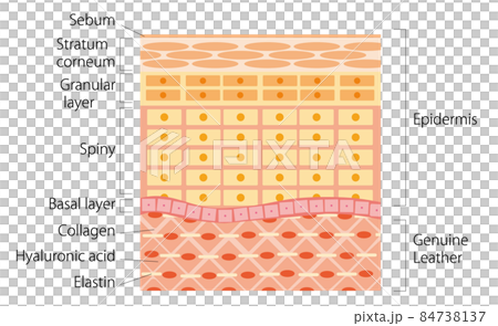 skin, skinned, cross-section 84738137