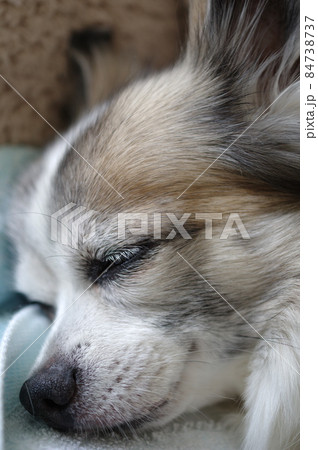 穏やかな表情で眠る老犬 穏やかな表情で眠る老犬 84738737