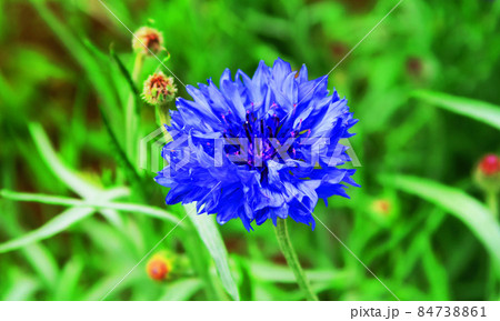 ヤグルマギクの花 84738861