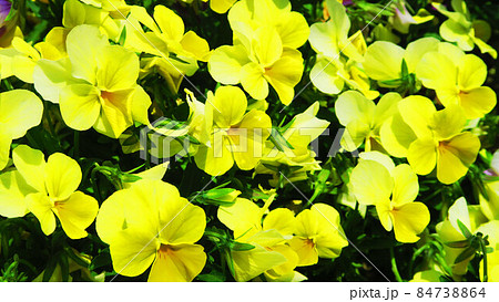 花壇のパンジーの風景 花壇のパンジーの風景 84738864
