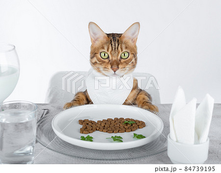A funny cat at the set table in a bib. A funny cat at the set table in a bib. 84739195
