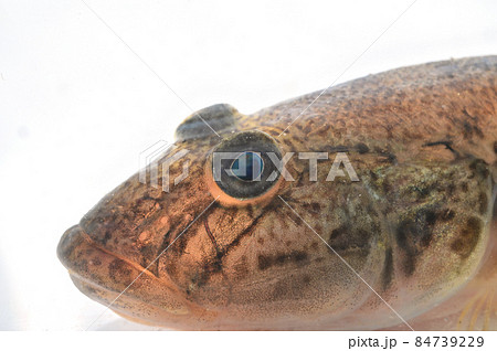 マハゼの顔 マハゼの顔 84739229