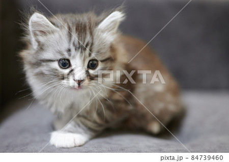 Pretty small little kitty 84739460