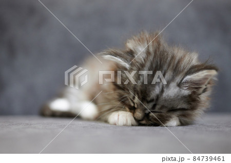 Cute little gray kitty 84739461