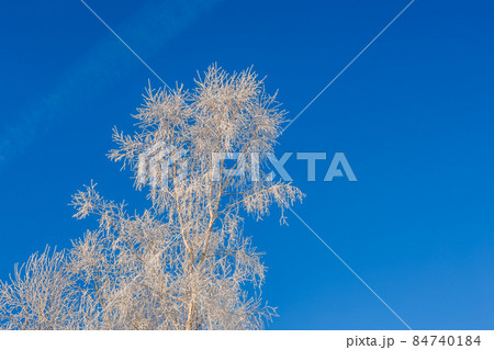branches of trees covered with frost on a background of blue sky 84740184
