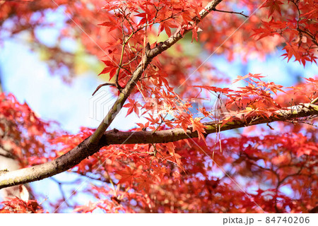 奈良公園 紅葉23 84740206