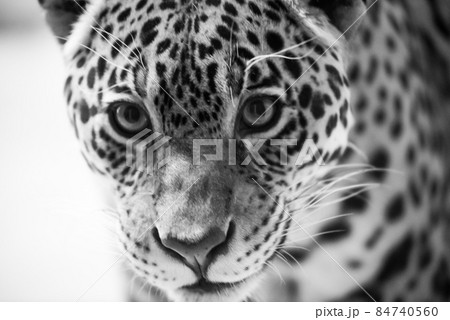 Leopard pantera padus kotiya in the rock 84740560