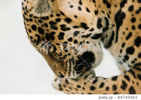 Leopard pantera padus kotiya in the rock 84740561