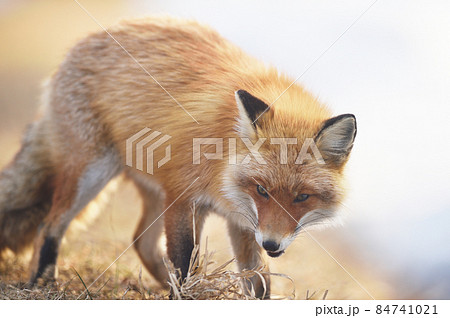 冬に出会ったキタキツネ（北海道） 84741021