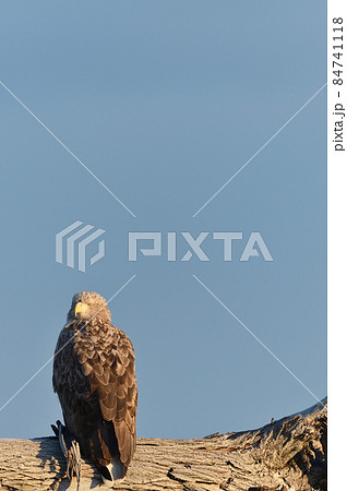 海岸の木に止まるオジロワシ(北海道) 海岸の木に止まるオジロワシ(北海道) 84741118